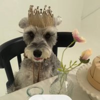 誕生日を祝う小型犬