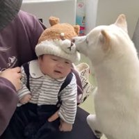 おまめちゃんと赤ちゃんの別れ3