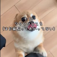 足にしがみつく犬