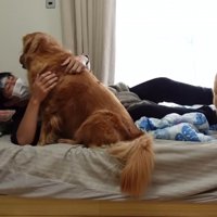 体調不良時のよもぎちゃん＆だいず君の対応5