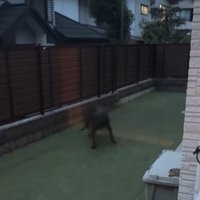 ぐるぐる回る大型犬2