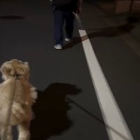 人に近づく犬