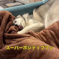ゴロちゃんのドッキリへの反応⑩