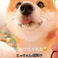 舌を少し出して飼い主さんを見つめる豆柴