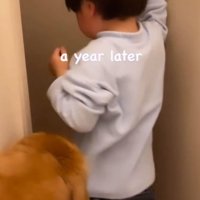 トイレを出入りするゴールデンレトリバーと幼い男の子
