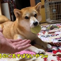 素直にボールを渡してくれません（笑）
