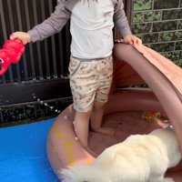 プールに入ろうとする犬と、じょうろを持っている女の子