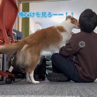 ラスカルくんの構って攻撃2