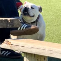 撫でられるぱせり君