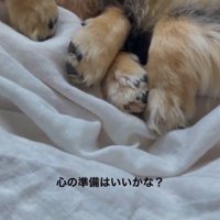 寄り添って眠っている2匹