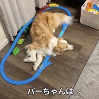 ひとりでくつろぐパーちゃん