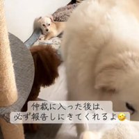 立ち上がる犬