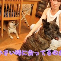 嬉しそうに撫でられている犬