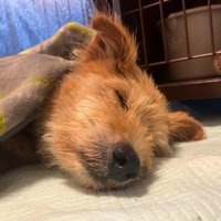毛布をかけて眠る犬
