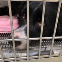 ペットホテルに居候していたワンコ