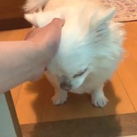 大人しくなった後は甘えん坊モード