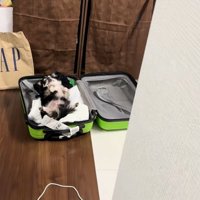 スーツケースに入っている小型犬