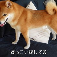 諦めずに探し続ける花子ちゃん