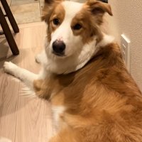 玄関で待つ中型犬