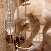 水をこぼす犬2
