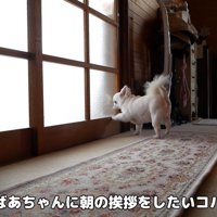 控えめにノック