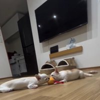 寝てしまった2匹1