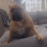 起き上がる犬