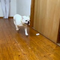 壁と同化したらコロちゃんは気づく？4