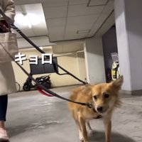 落ち着かない様子の犬