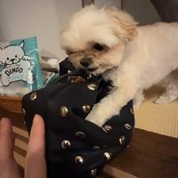 鼻にしわを寄せるすずめちゃん
