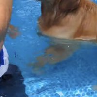 不安そうな上目遣いで飼い主さんを見上げる犬