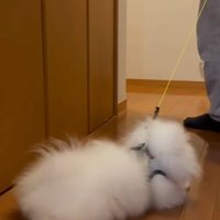 「そっちには行きたくない！」