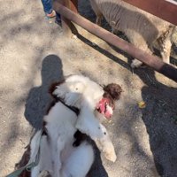 寝転がって暴れる犬