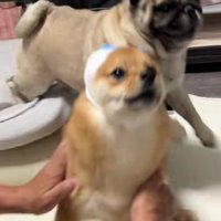 無駄のない反応に爆笑