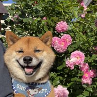ニコニコ