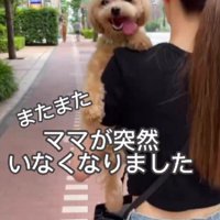 ママが急にいなくなった