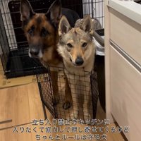 キッチンに入りたいダズくん＆ベネッタちゃん3