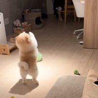 お願いするポポちゃん