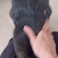 モカちゃんとママさんの再会6