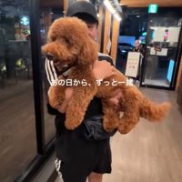 抱っこされて嬉しそうな犬