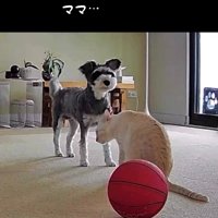 心配そうに飼い主を見上げる犬