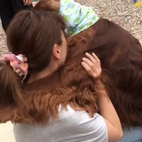 首元に顔をうずめる犬