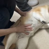 診察室の床に寝転がる犬