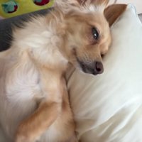 寝転がる小型犬