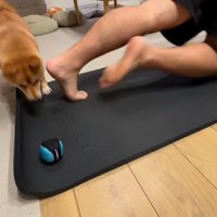 体勢を変える飼い主、その隙にボールを取ろうとする犬