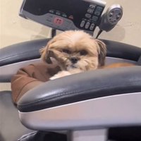寝癖のついた犬1