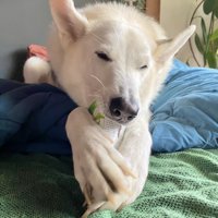 ヨーグルト