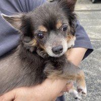 幸せな犬生だったはず。