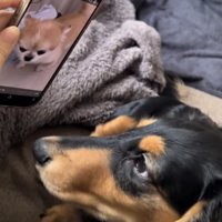 スマホに映るチワワを見るダックス