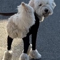 こちらを見る犬